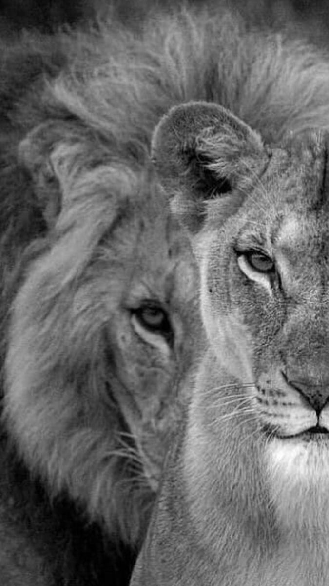 black and white photo of two lions facing each other with their faces slightly to the side