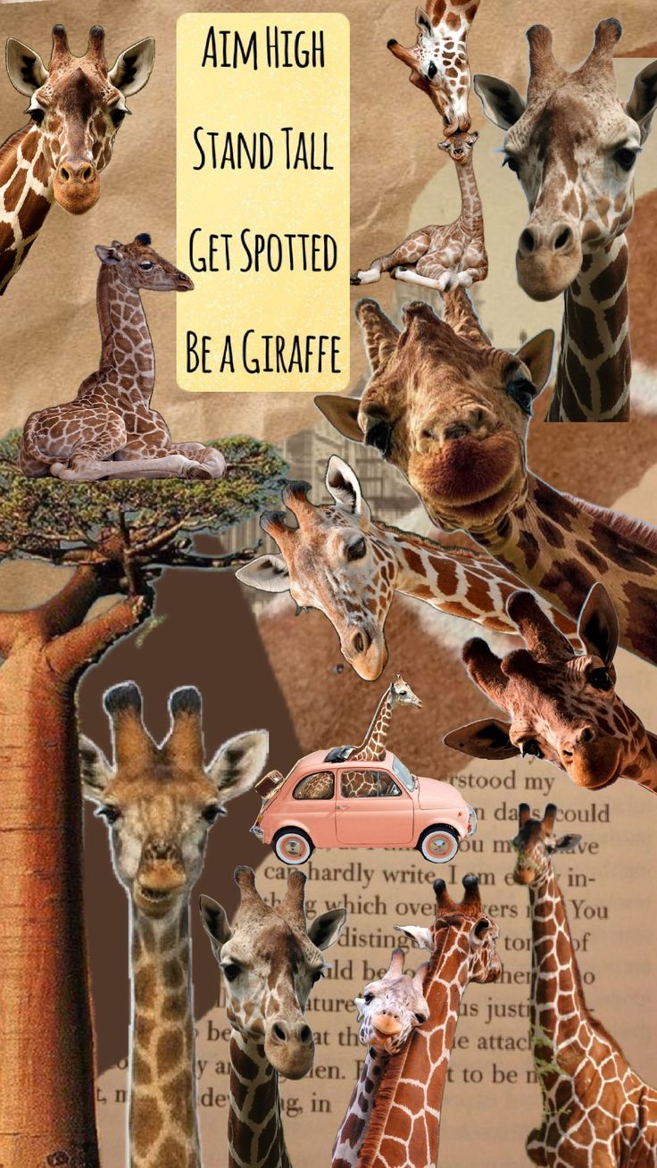 a collage of giraffes with words above them that read, aim high stand tall get spotted be a giraffe