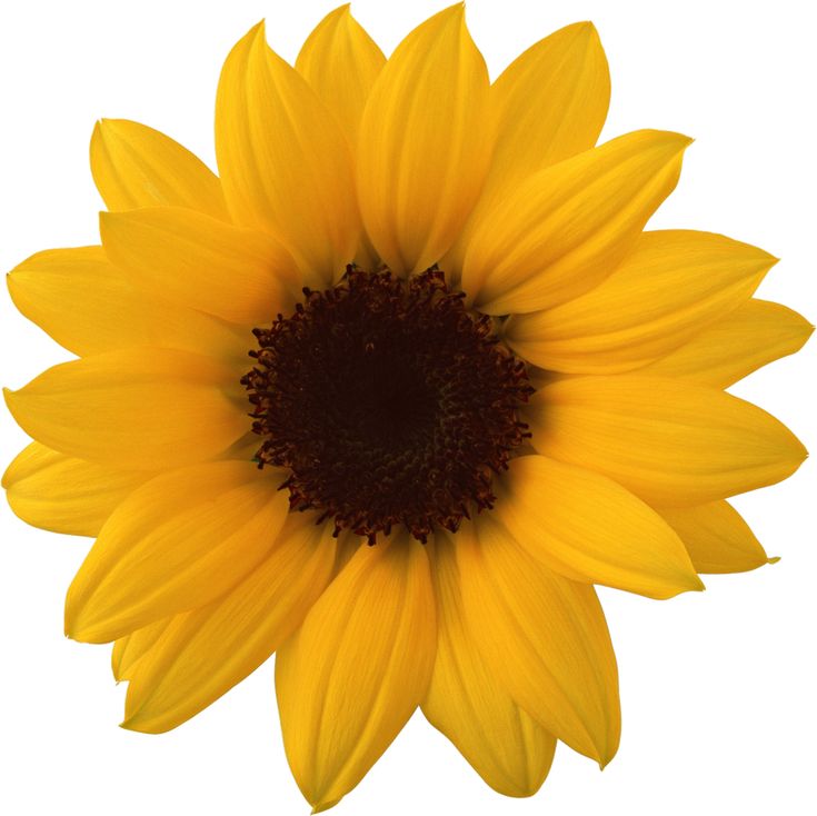 a yellow sunflower with dark center surrounded by white background