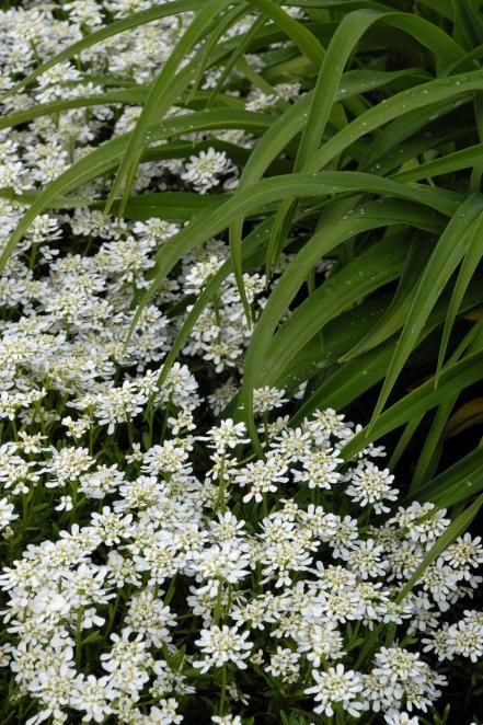 some white flowers are growing in the grass