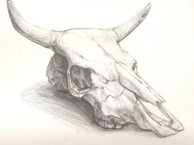 a pencil drawing of a bull's skull with long horns