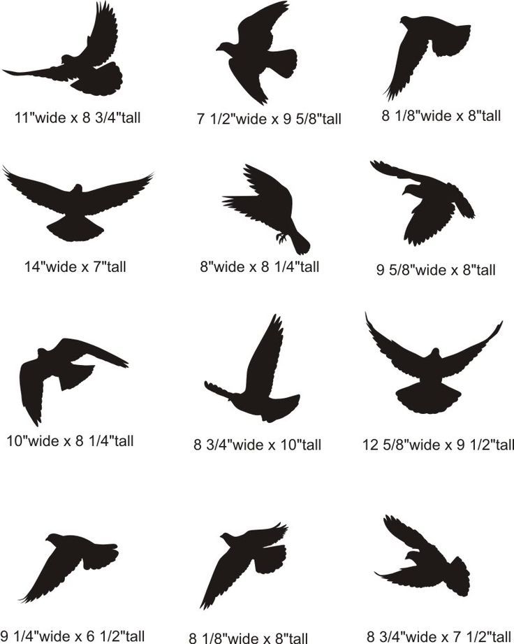 the silhouettes of birds are shown in different styles and sizes for each individual to see