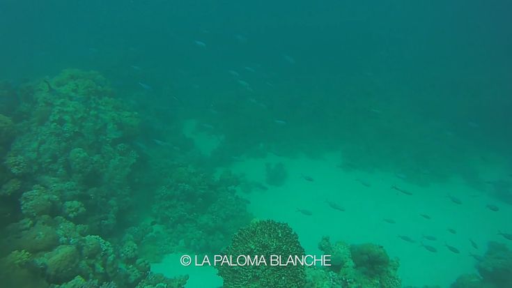 a large group of fish swimming over a coral reef