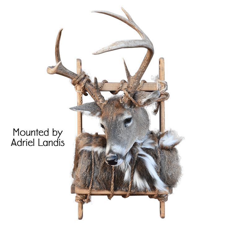 an animal with antlers on it's head is sitting in a wooden chair