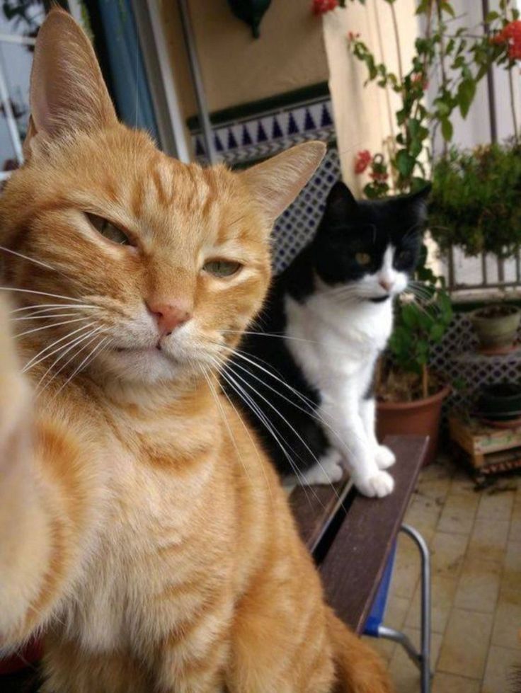 two cats sitting on top of a bench next to each other in front of potted plants