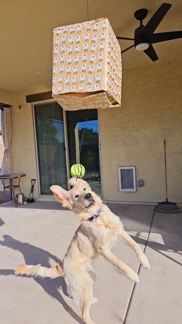 a dog jumping up to catch a tennis ball