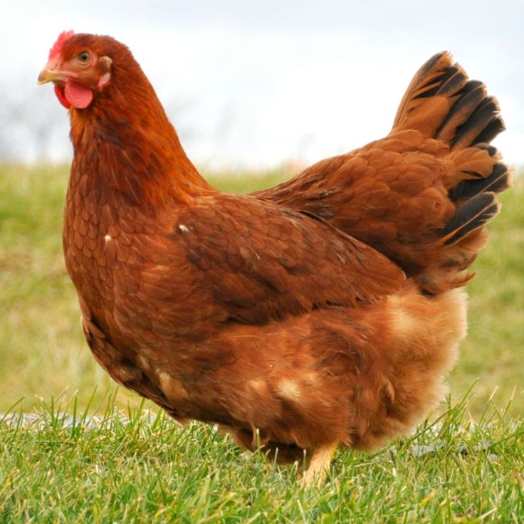 a brown chicken standing on top of a lush green field