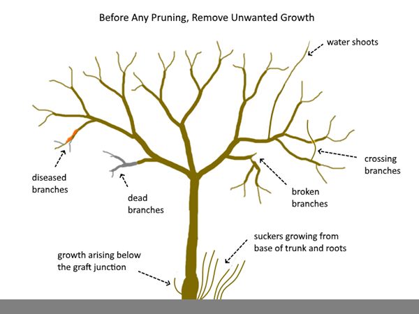 the parts of a bare tree labeled in english and spanish, including branches, brachios, seed branch,