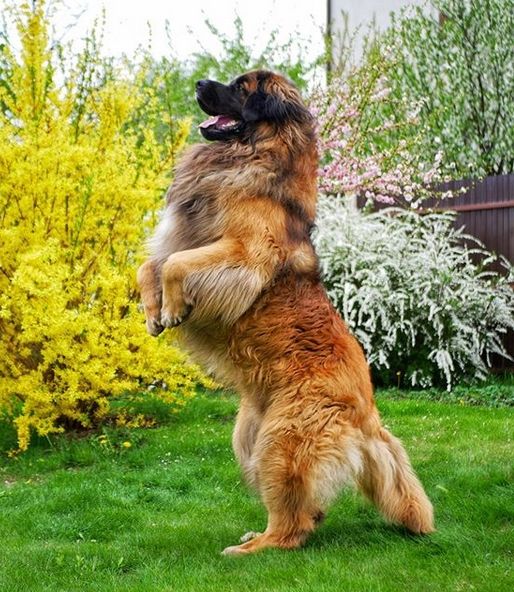 a large brown and black dog standing on its hind legs in front of some bushes