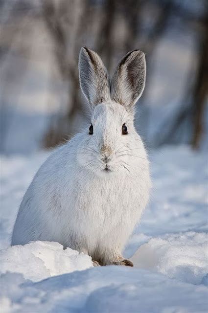 a white rabbit is sitting in the snow