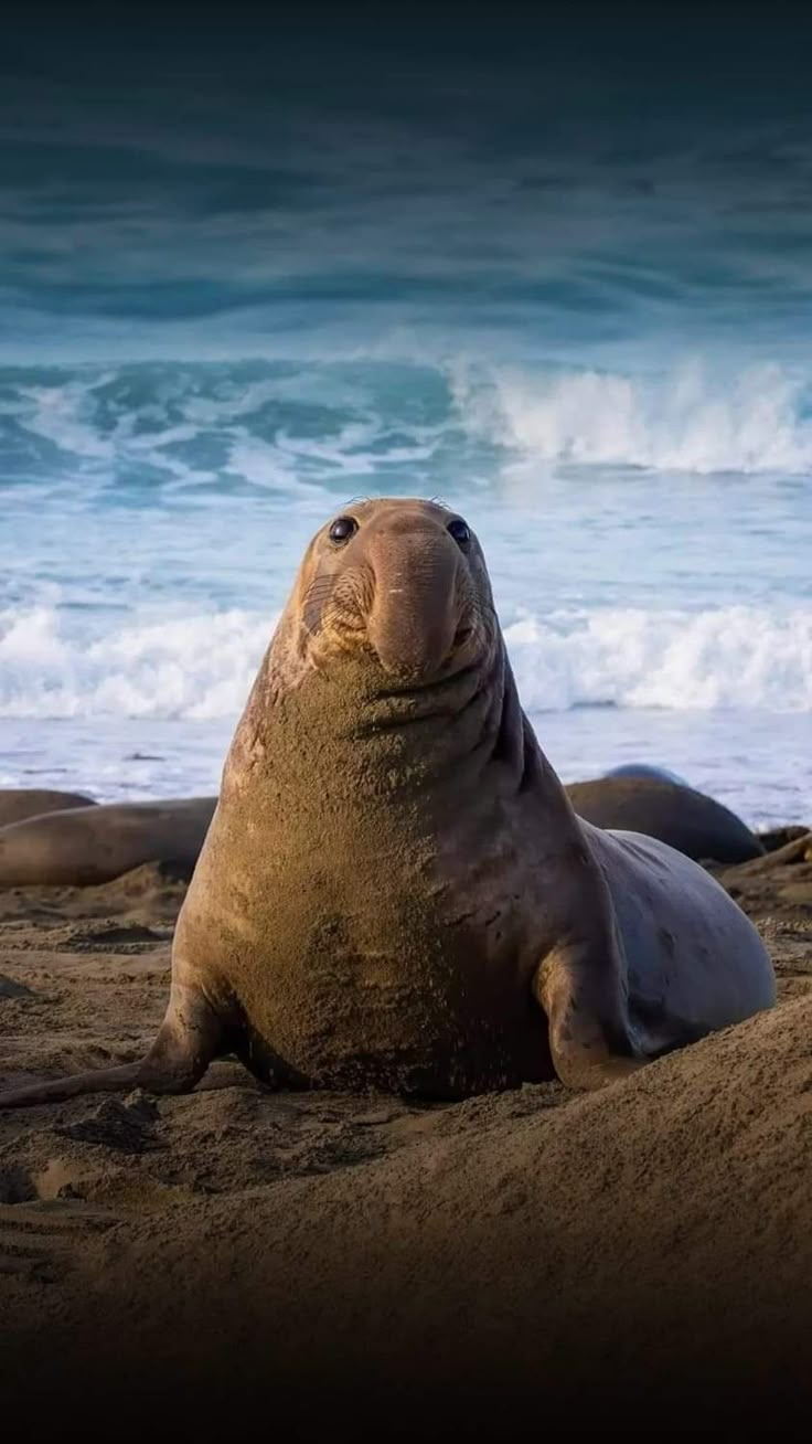 a seal laying on the beach next to the ocean