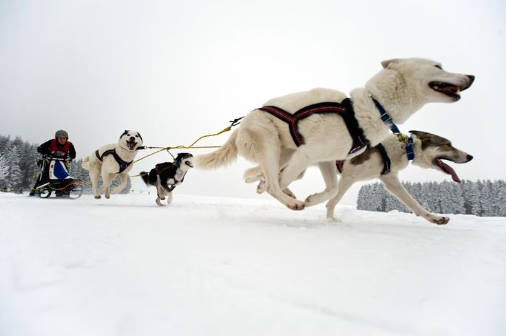 two husky dogs pulling a man on a sled down a snow covered hill with trees in the background