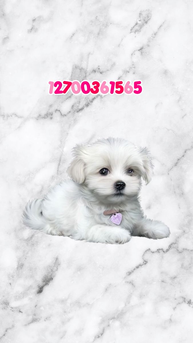 a small white dog laying down on top of a marble floor next to a pink sign