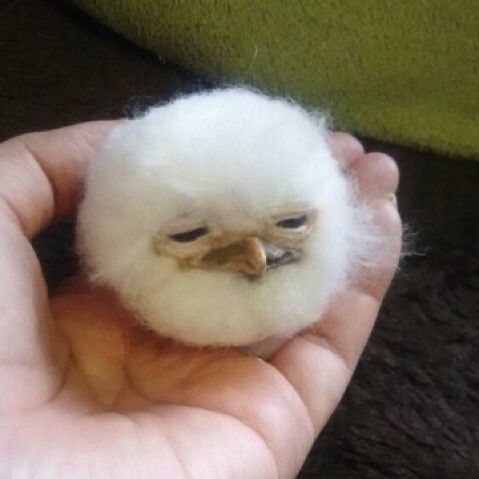 a hand holding a small white bird in it's palm