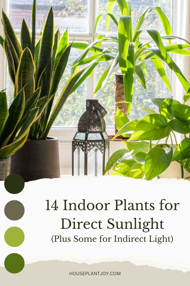 indoor plants for direct sunlight plus some for indirect light