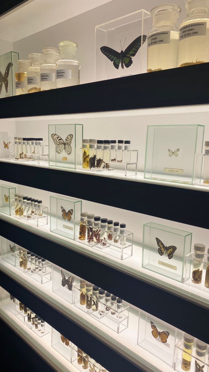 the shelves are filled with many different types of jars and butterflies on display in glass cases