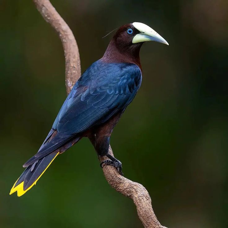 a colorful bird sitting on top of a tree branch