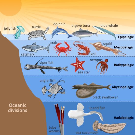 the ocean floor is filled with different types of sea animals and their names in english