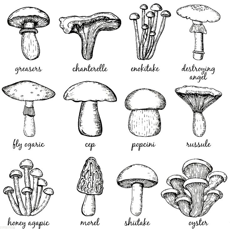 the different types of mushrooms are shown in this hand drawn illustration, which shows them all different