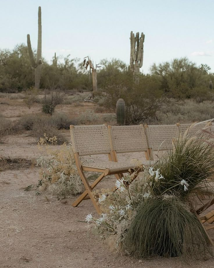 two wooden chairs sitting on top of a dirt field next to cactus trees and flowers