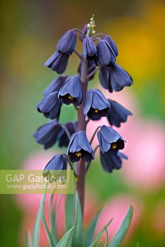 the blue flowers are blooming in the garden