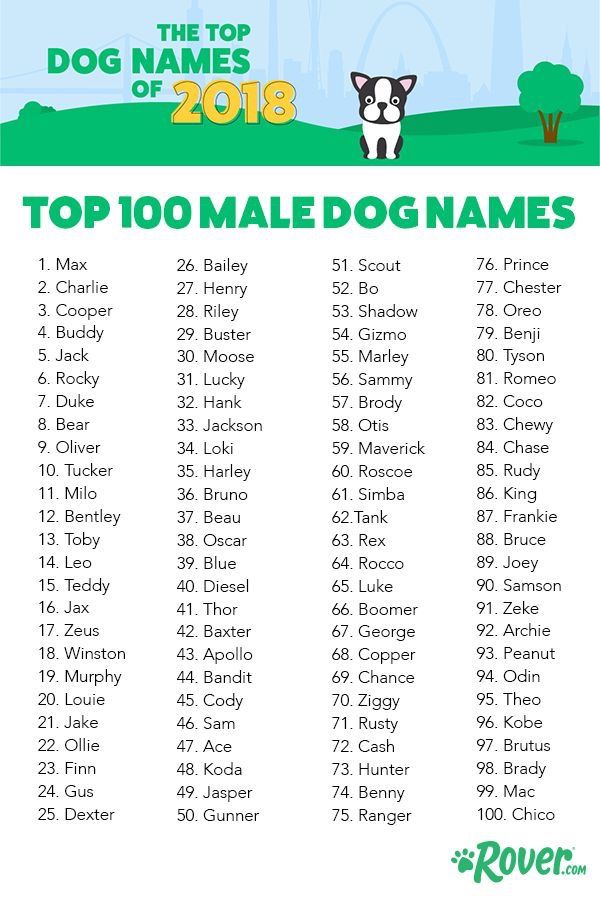 the top 100 female dog names for dogs in their respective cities and states, with an image of a dog on it