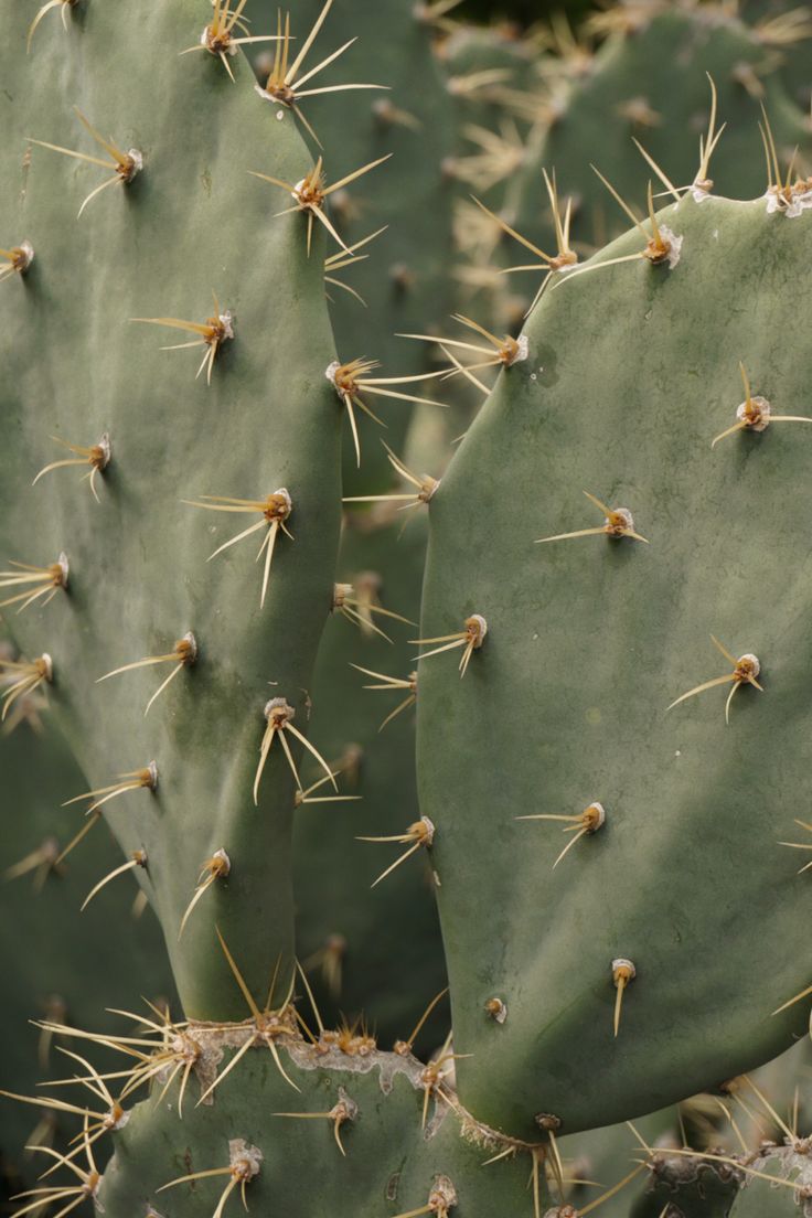 many green cactus plants with long needles and small buds on them, all in the same pattern