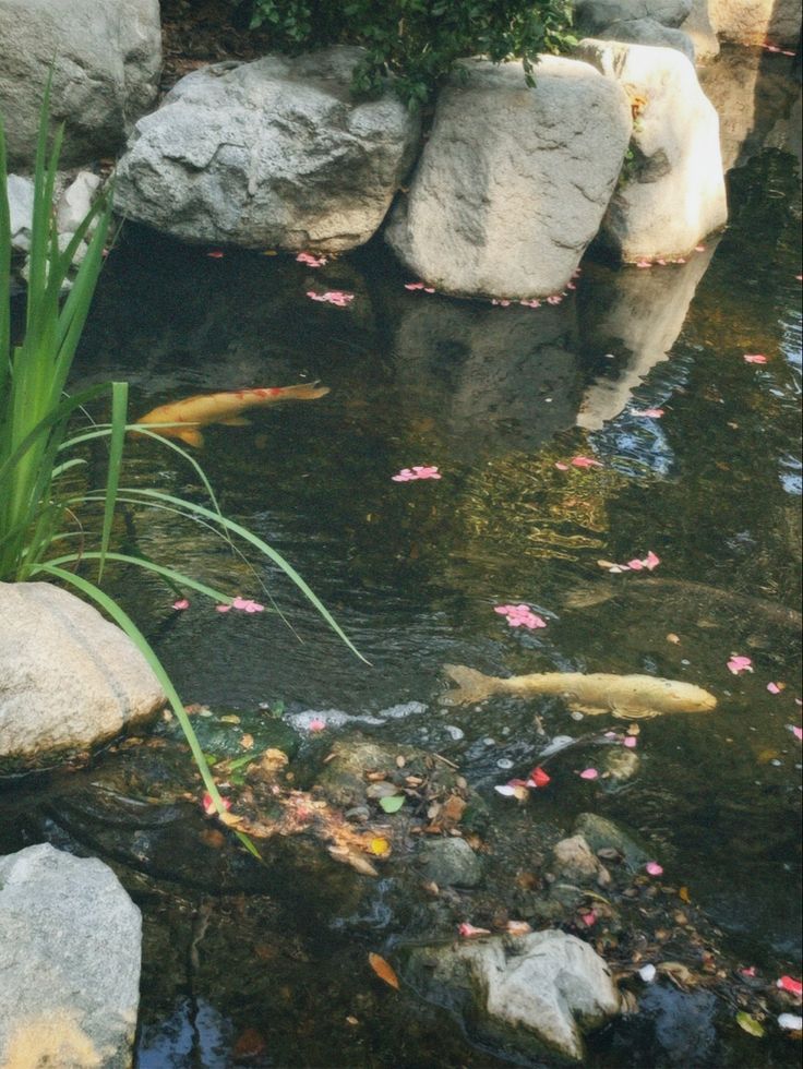 there are many fish in the water near some rocks and flowers on the bank,