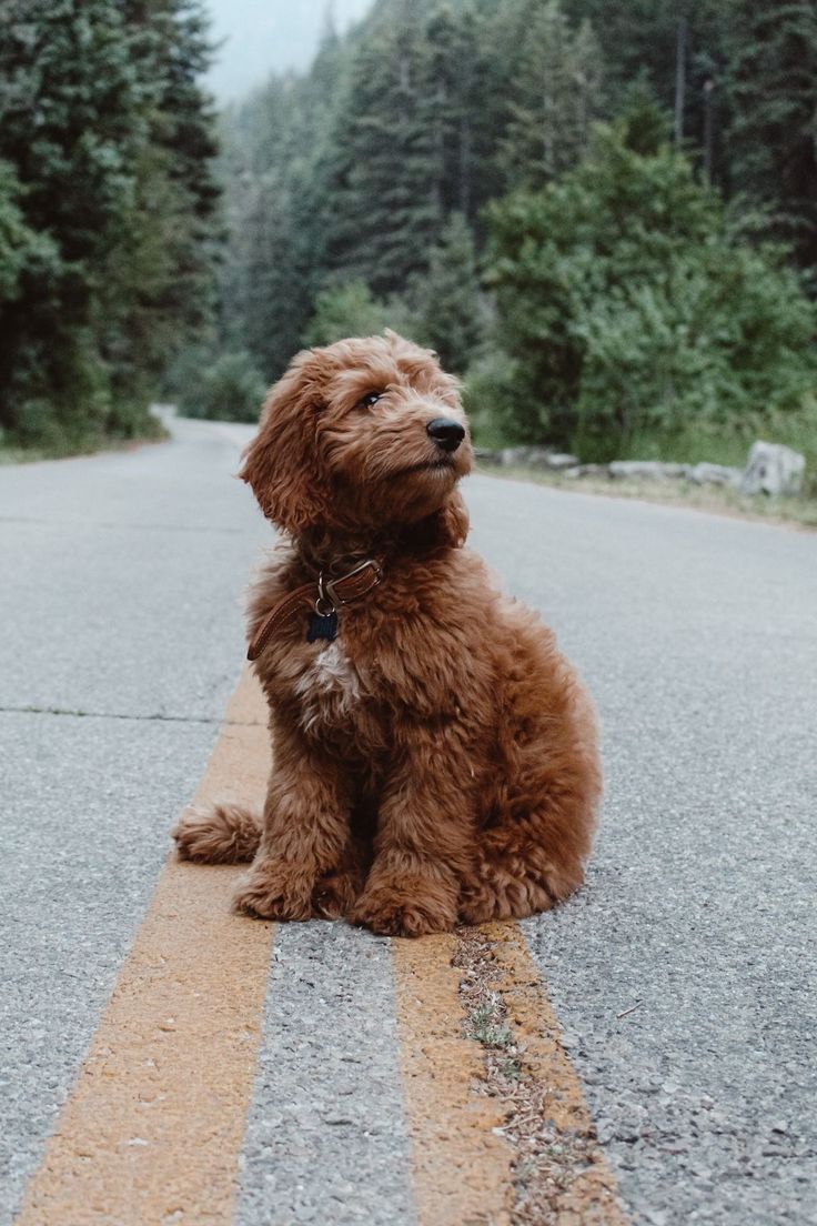 a brown dog sitting on the side of a road