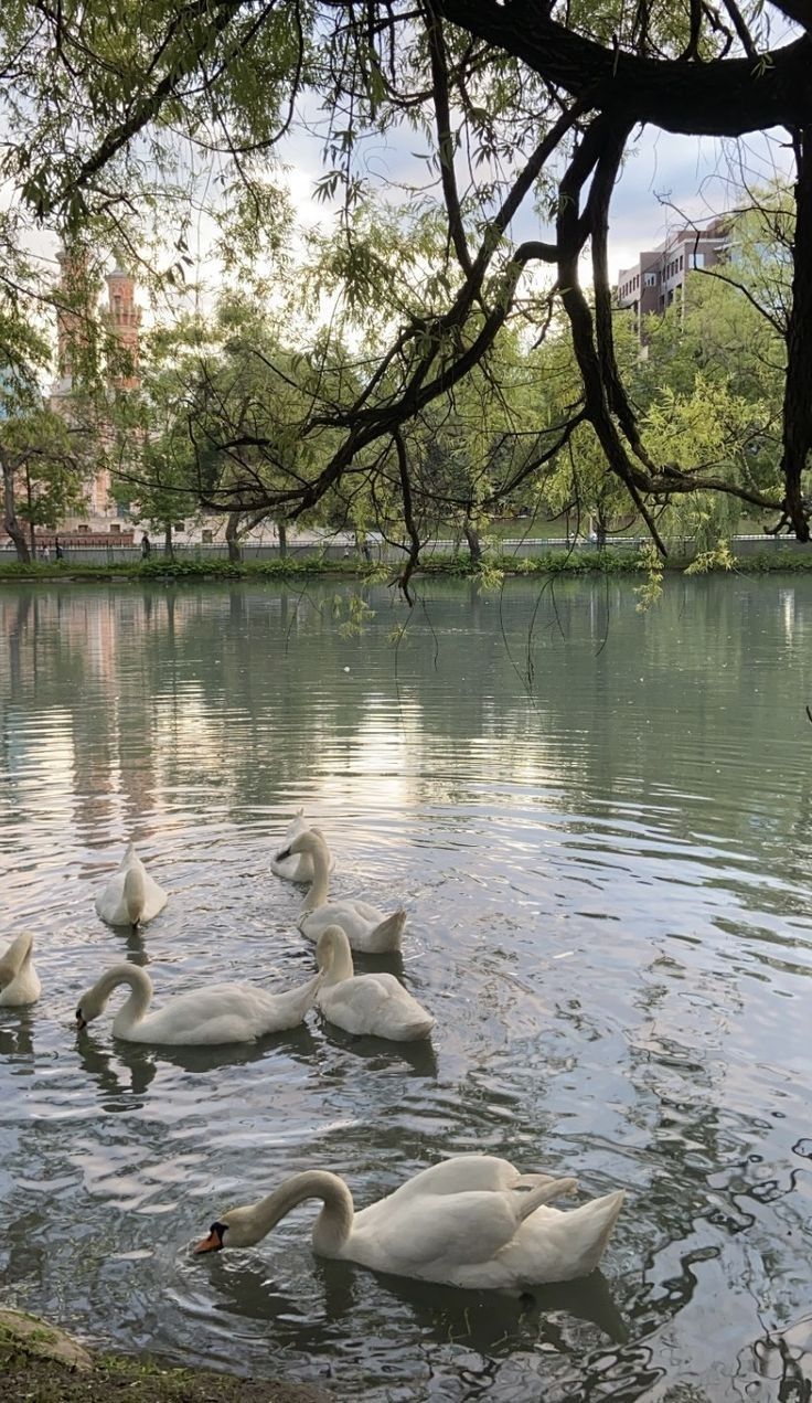 several white swans swimming in the water near trees