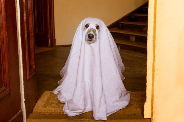 a dog in a ghost costume standing on the stairs