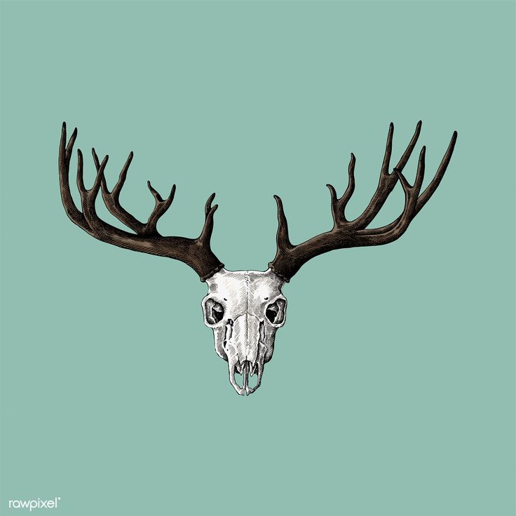 an animal's skull with antlers on a blue background