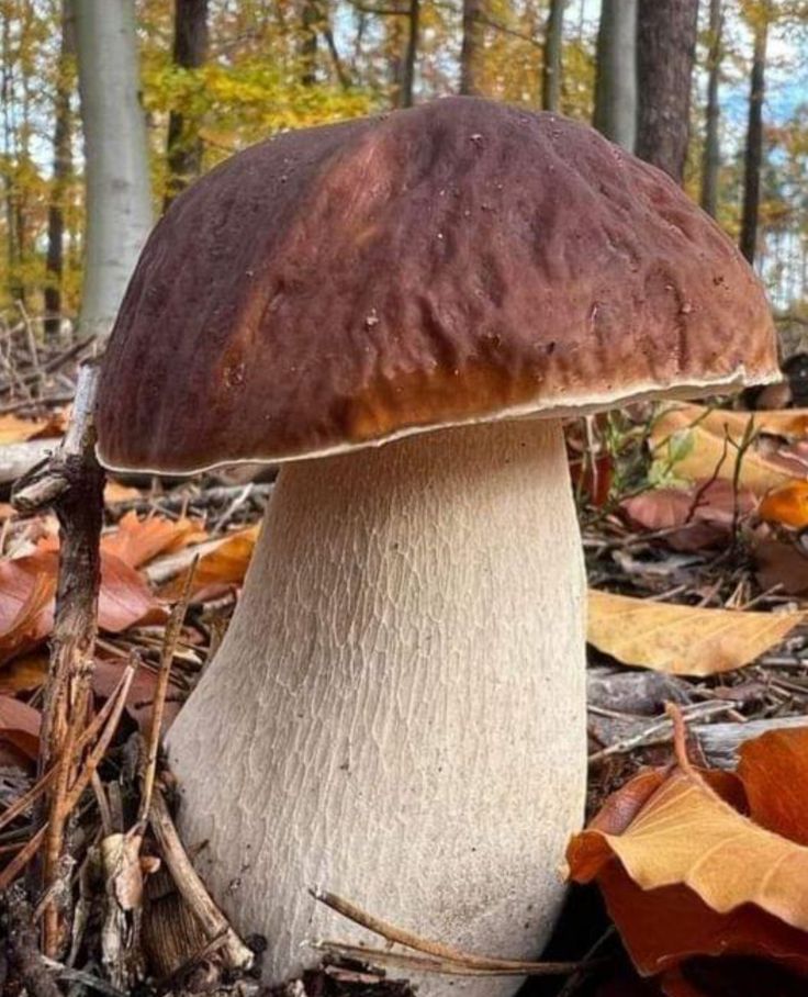 a large mushroom sitting on the ground next to some leaves and trees in the woods