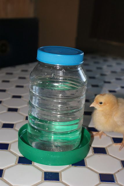 a small yellow bird standing next to a large water bottle on a tiled table top