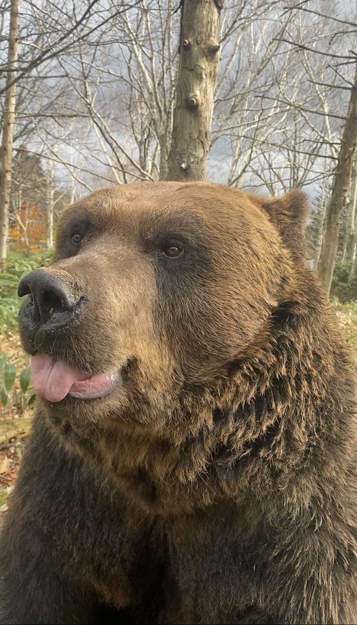 a large brown bear standing in the woods