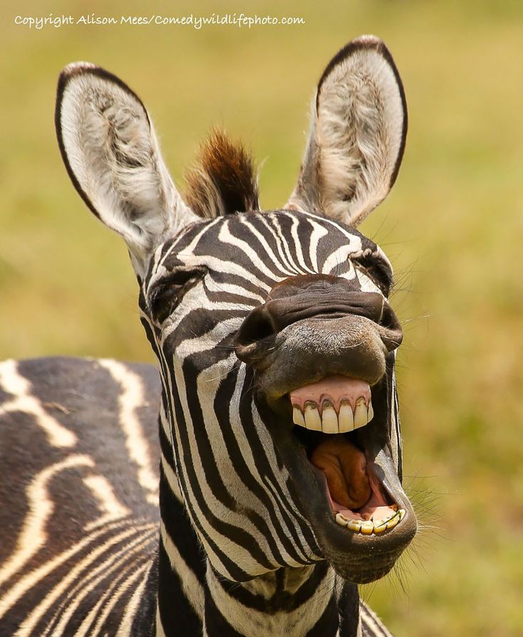 a close up of a zebra with its mouth open