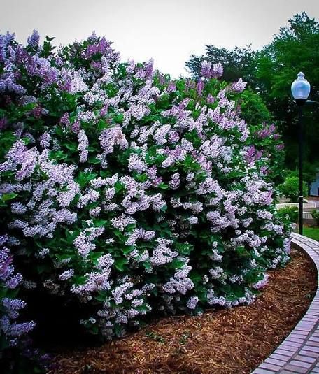 purple flowers are blooming in the garden next to a brick path and lamp post