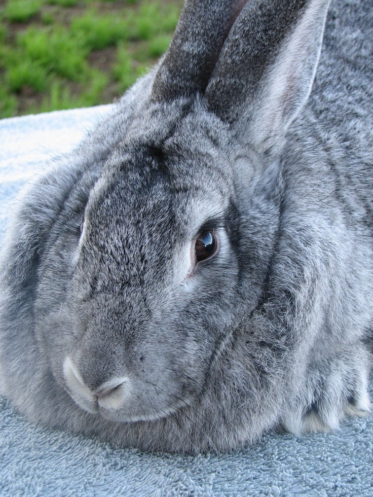 a gray rabbit laying on top of a table