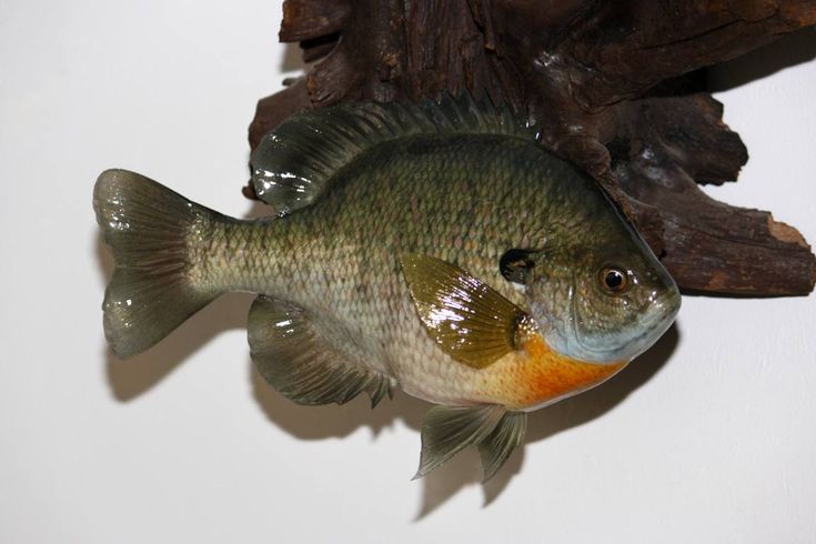 a fish is hanging on the wall next to a piece of wood