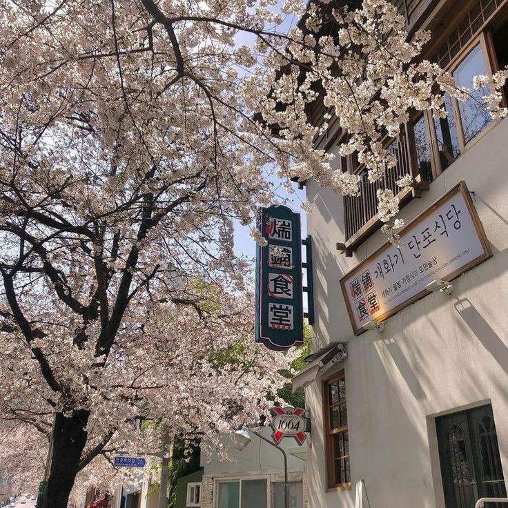 cherry blossoms are blooming on the outside of this building