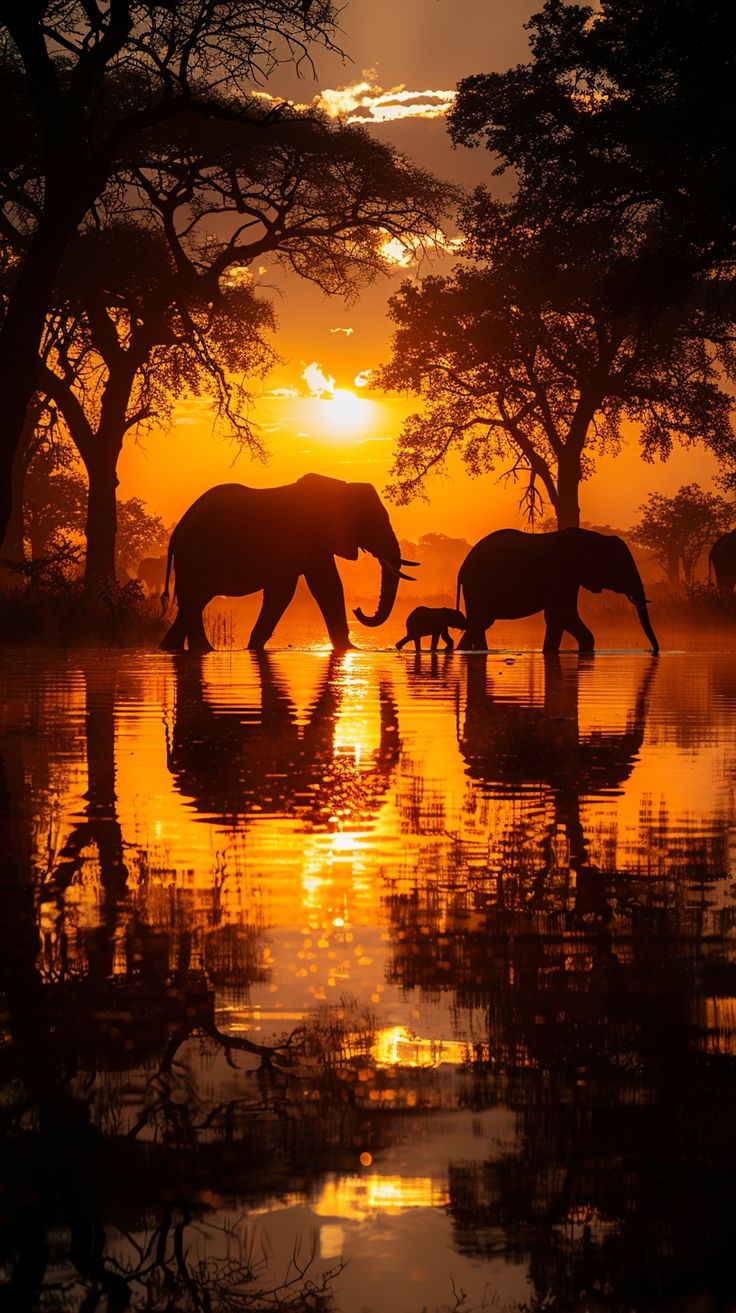 two elephants are walking through the water at sunset with trees in the foreground and an orange sky behind them