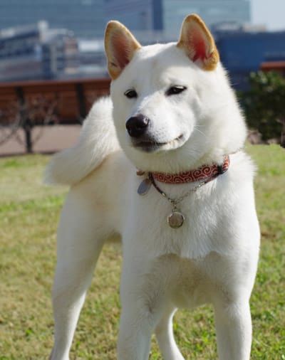 a white dog standing on top of a lush green field with tall buildings in the background