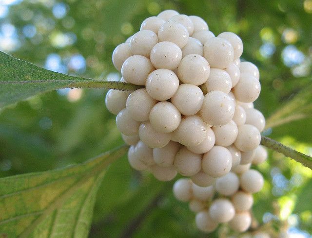 a cluster of white berries hanging from a tree