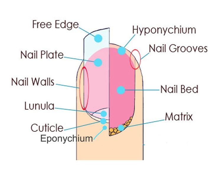 Nail Structure Diagram | Quizlet Nail Diagram, Nail Structure, Nail Room Ideas, Nail Lab, Nail Room, Nail Pictures, Popular Nail Designs, Basic Nails, Diagram Design