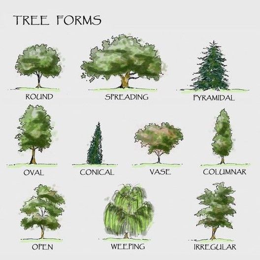 different types of trees and shrubs are shown in this graphic style, with the words tree forms