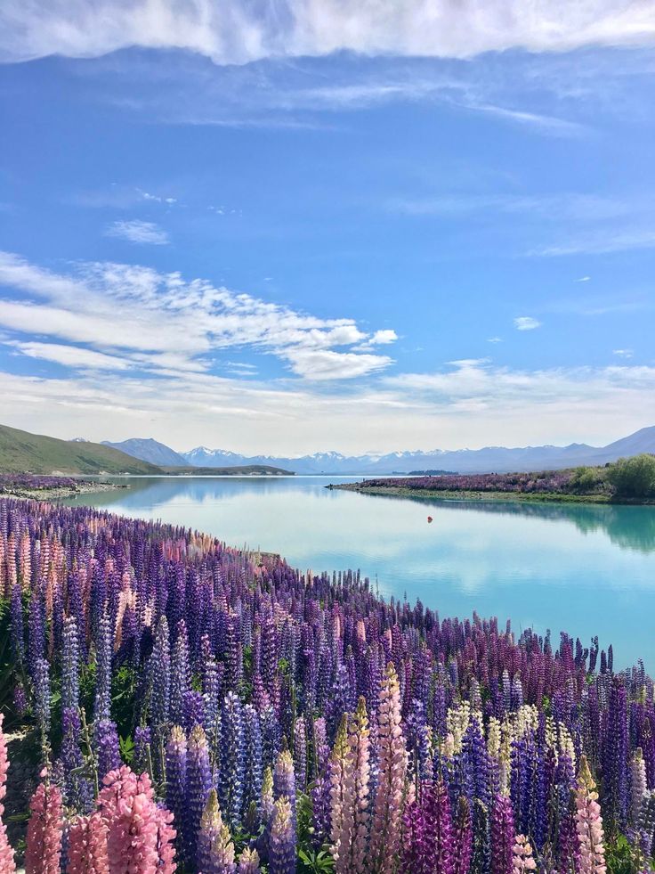 a lake surrounded by lots of purple flowers next to a lush green field with mountains in the background