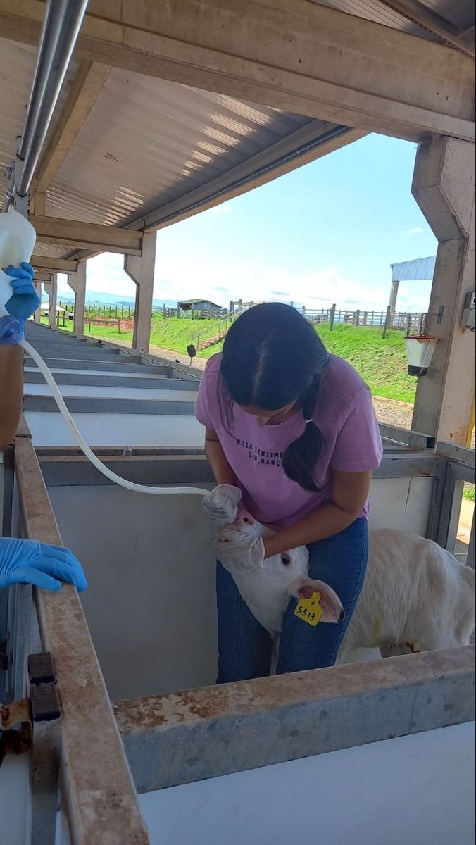 two women in pink shirts and blue gloves are washing cows