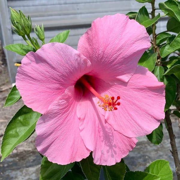 a large pink flower with green leaves