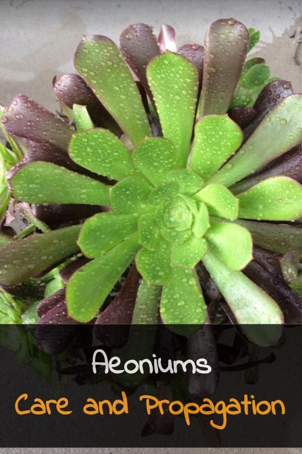 a close up of a plant with the words aeoniums care and propagation