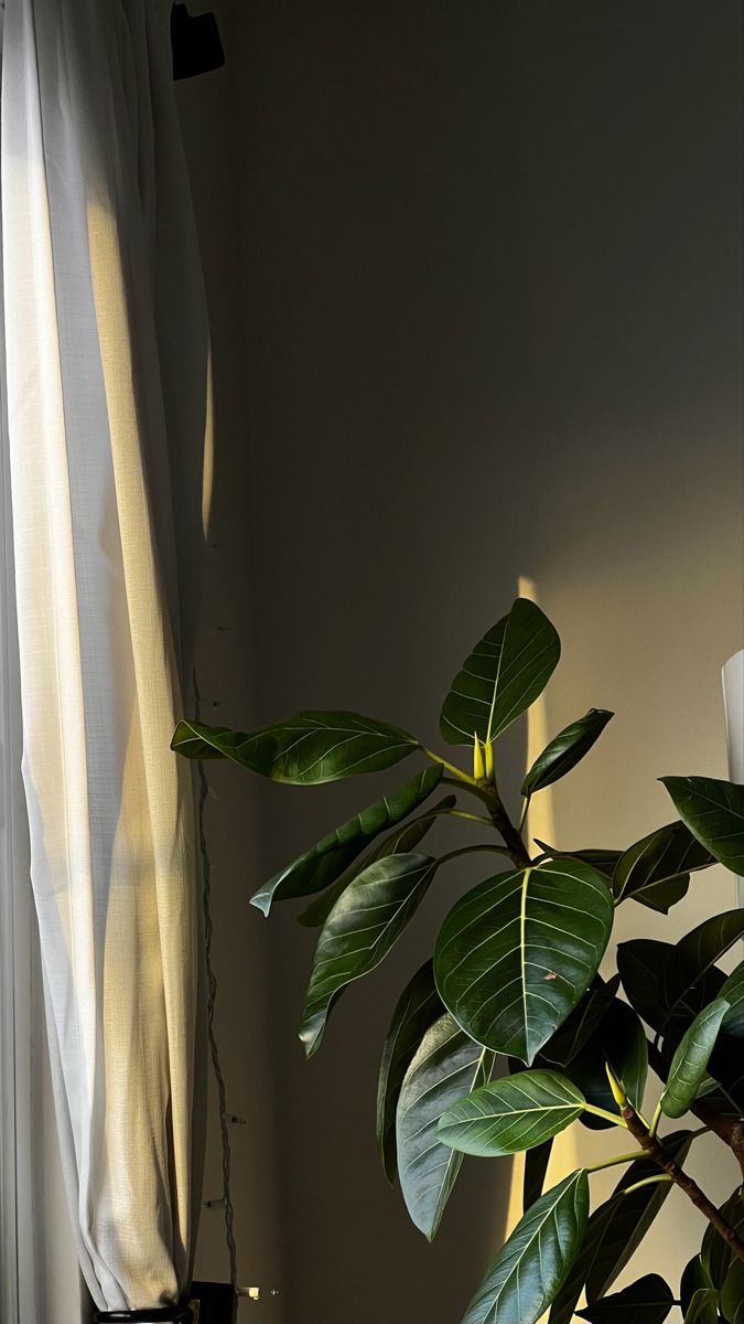 a potted plant in front of a window with sunlight coming through the curtains on it